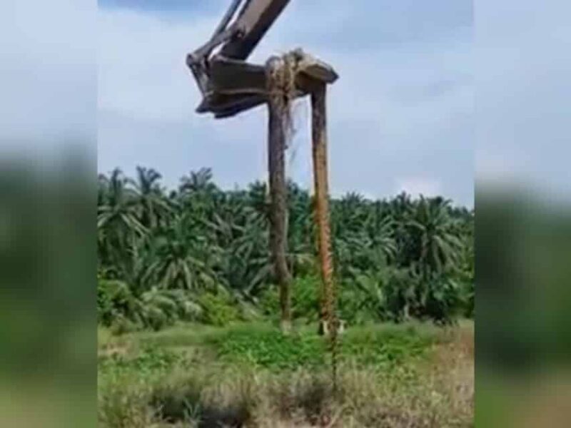 Seram!!! [VIDEO] Anakonda sepanjang 10 meter ditemui di Perak