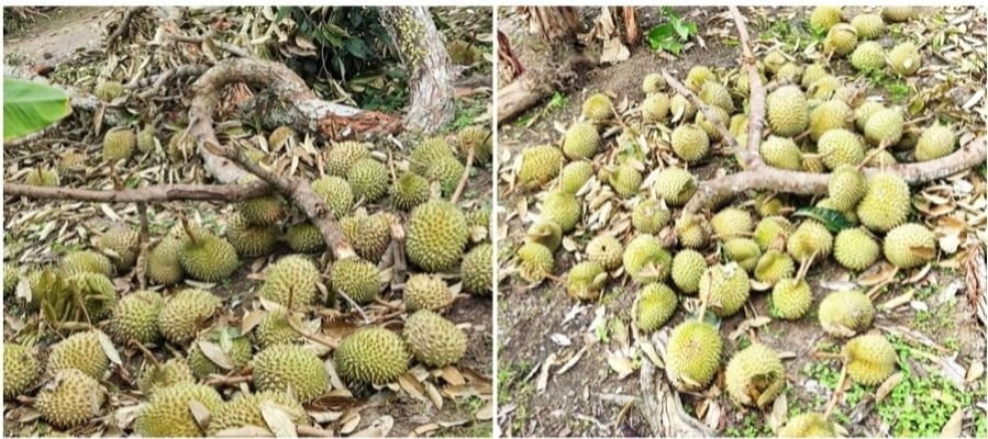 Sedih angkara pokok durian sedang berbuah lebat miliknya tumbang