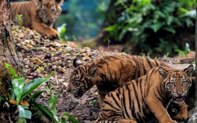 Pakar hidupan liar WWF pertahan kenyataan Pengarah Perhutanan Kelantan