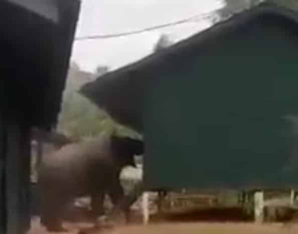 Video gajah ceroboh kem tentera Banding