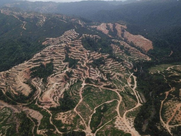 15 ribu ekar balak Hutan Simpan Kekal Nenggiri di Kelantan licin dikerjakan akibat tersalah lulus