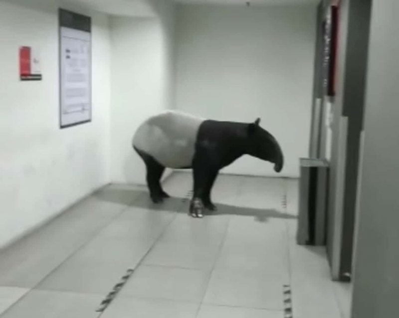 [VIDEO] Tahun 2023, tapir dah pandai naik lif ke tingkat 5