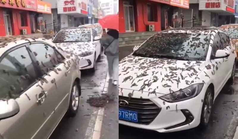 Penduduk China terpaksa pakai payung keluar dari rumah selepas dilanda ‘hujan cacing’