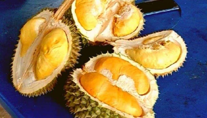 Ramai tak tahu sebenarnya ada baka durian yang lebih sedap dan murah daripada Musang King