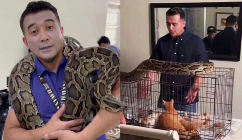 Belai ular sawa berdekatan kucing, persatuan haiwan Malaysia minta Aaron Aziz lebih sensitif