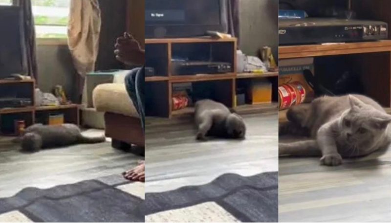 “Nak ruqyah, bagi minum ketum” – Netizen bengang individu muat naik video kucing kena sawan jadi bahan jenaka