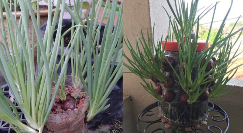 Tanam pokok daun bawang pakai botol atau balang saja, baru berapa hari dah merimbun daun keluar Tanam pokok daun bawang pakai botol atau balang saja, baru berapa hari dah merimbun daun keluar