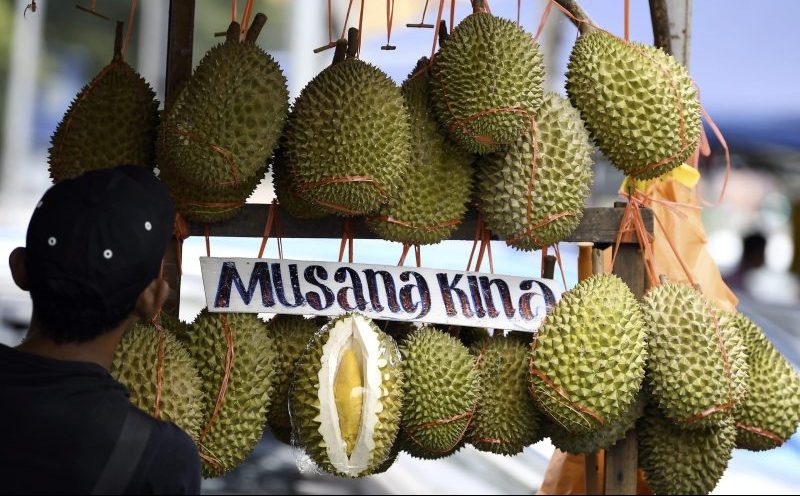 Durian musang king yang sebelum ini dijual dengan harga kayangan kini menjadi buah mampu milik