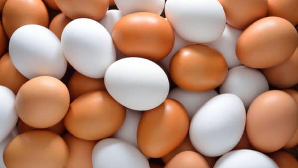 Ramai tak tahu perbezaan telur ayam kulit warna coklat dan juga kulit warna putih