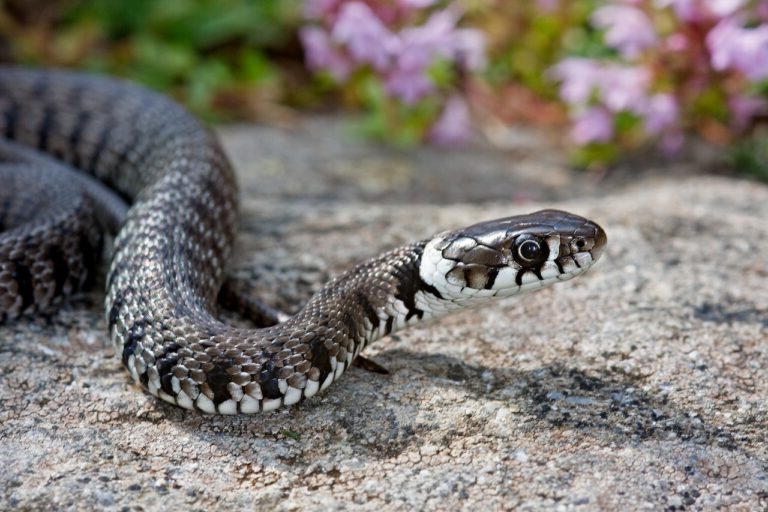 Ramai tak tahu cara untuk cegah ular masuk rumah ketika cuaca panas