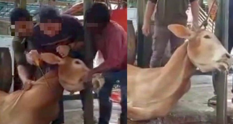 ‘Lidah terjelir sebelum disembelih’ – Lembu diikat sehingga mati sebelum korban, Ustaz kongsi pentingnya belajar ilmu penyembelihan haiwan