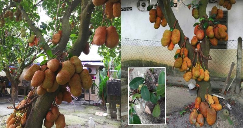 Tip bagi pokok cempedak berbuah lebat di pangkal pokok, senang nak petik buahnya