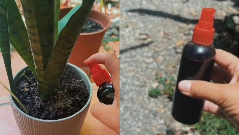 Wanita kongsi petua pelik siram pokok guna darah haid, dakwa mampu suburkan tanaman