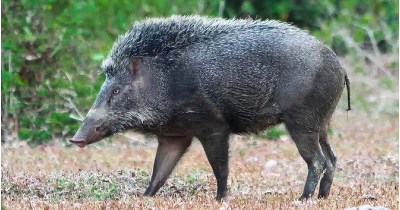 10 cara nak elak babi serang tanaman di kebun