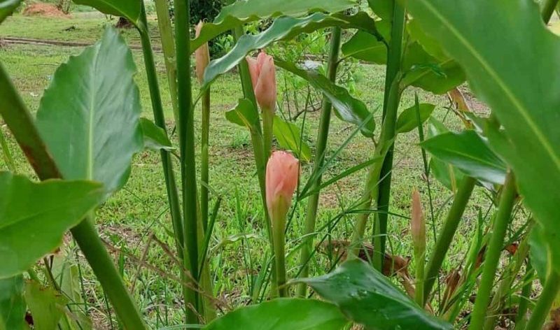 Ramai tak tahu cara tanam kantan agar berbunga lebat, rupanya ini rahsianya