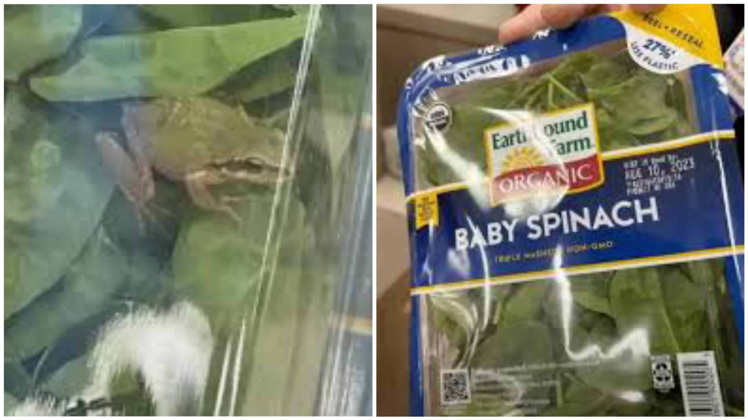 Wanita terkejut jumpa katak hidup dalam bungkusan bayam