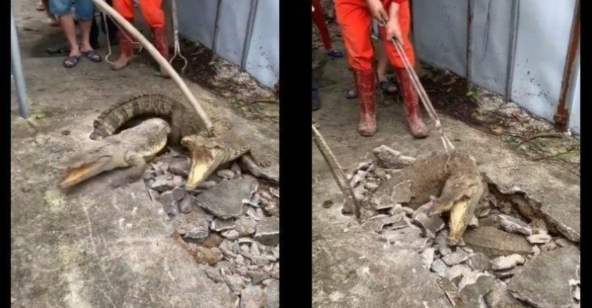 Pelik! 3 ekor buaya muncul dari dalam tanah