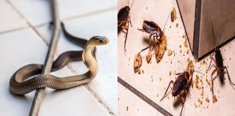 Petua berkesan untuk halau ular & serangga dalam rumah!