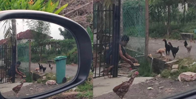 Buat perangai macam di negara sendiri, individu luah perit berjiran dengan warga asing bebas bela ayam di taman perumahan stres kena hidu bau taik ayam setiap hari