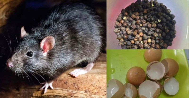 Petua halau tikus hanya guna 2 bahan dari dapur, kulit telur dan lada hitam, semut & lipas pun hilang
