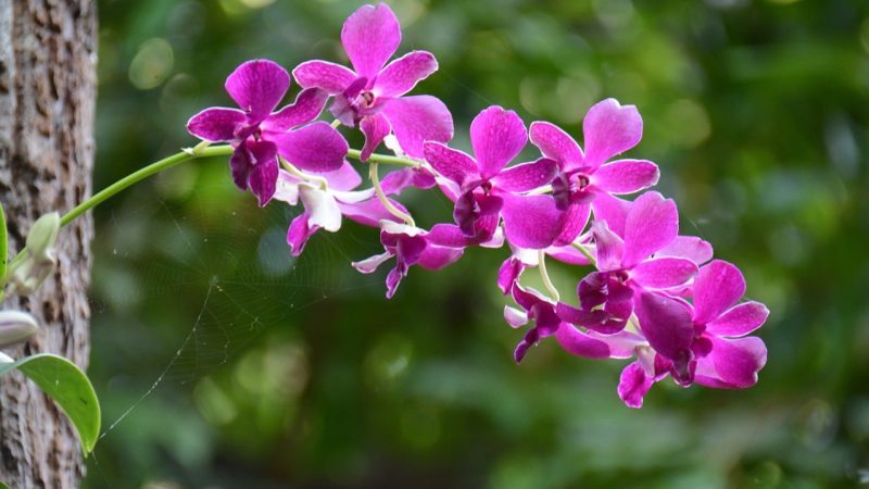 Ramai tak tahu cara untuk tanam orkid di rumah agar berbunga lebat dan tahan lama