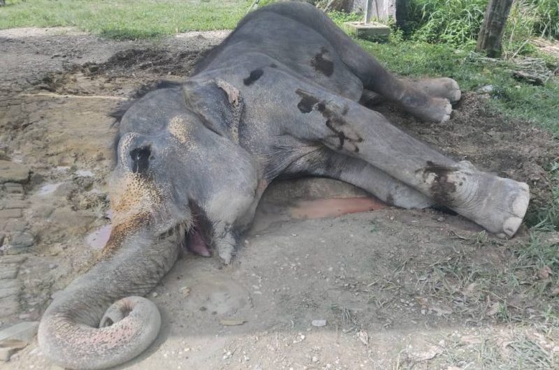 Gajah tertua di Malaysia, Lokimala mati pada usia 86 tahun