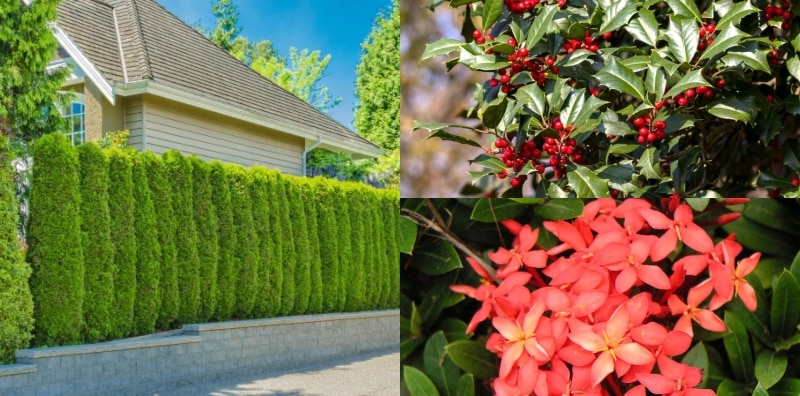 7 jenis tanaman pagar yang cantik untuk rumah anda!