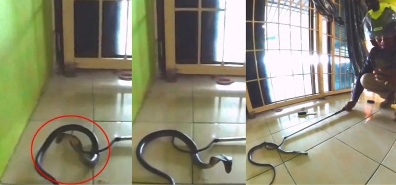 Netizen kagum ular tedung terus tunduk bila diberi salam dan dibacakan doa Nabi Sulaiman