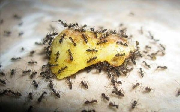 Ramai tak tahu 9 cara halau semut di rumah, guna bahan ini saja, confirm semut lari