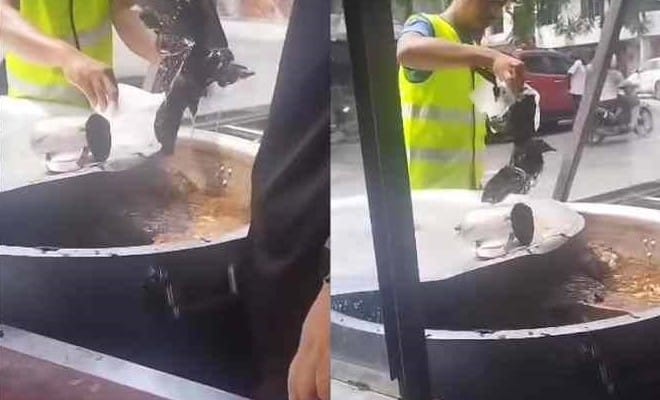 Gara-gara seekor gagak ditembak MBSP, peniaga kedai kafe terpaksa buang satu periuk besar sup, rugi RM2,000