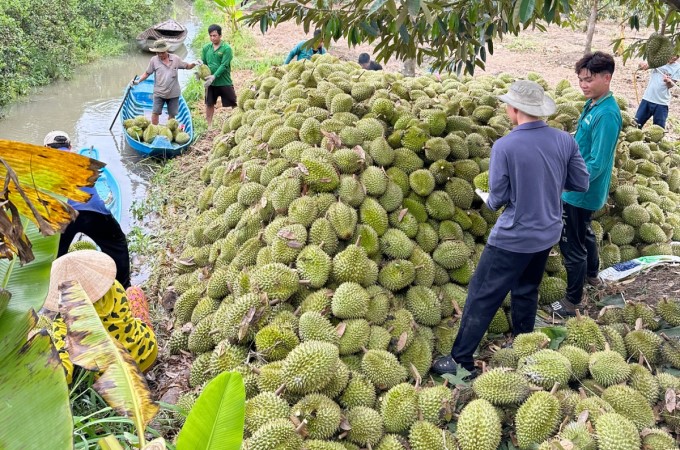 Lelaki raih pendapatan lebih RM9,000 sebulan kerja panjat, petik buah durian di Vietnam