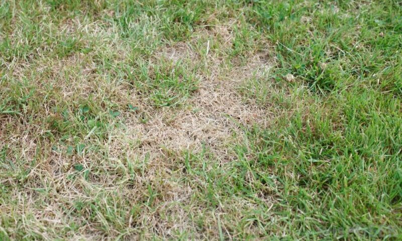 Ramai tak tahu kenapa bila tanam rumput tak menjadi, ini tips bagi rumput tumbuh sihat dan subur