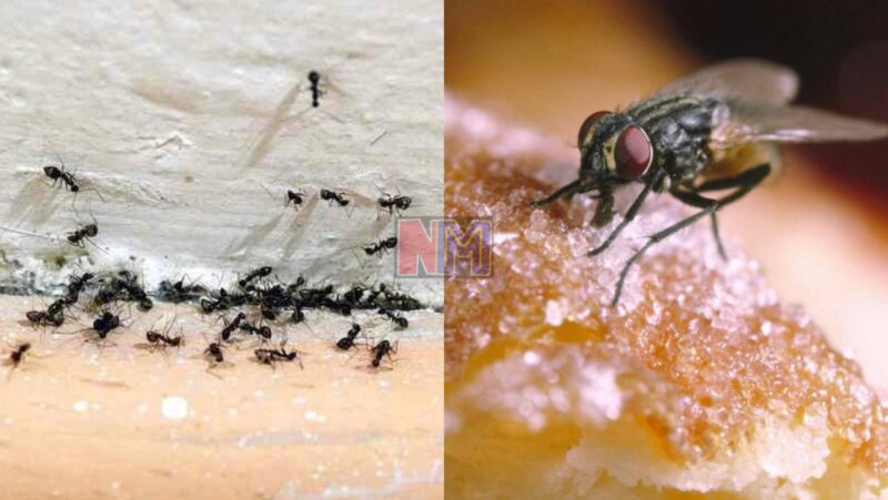 Cara mudah halau lalat dan semut di rumah, buat sendiri guna 3 bahan ini saja Cara mudah halau lalat dan semut di rumah, buat sendiri guna 3 bahan ini saja