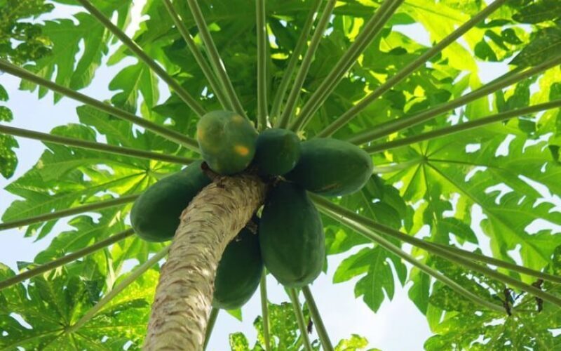 Ramai tak tahu daging akan terus lembut kalau guna daun betik