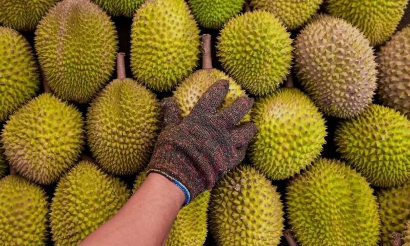 Ramai tak tahu kenapa peniaga ketuk durian dengan pisau sebelum jual